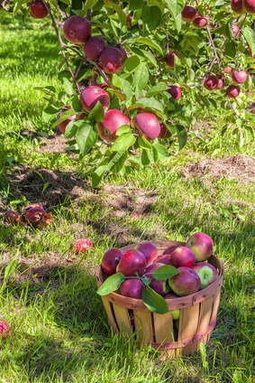 Apple Orchard