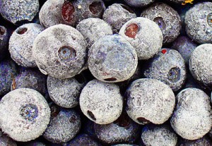 Frozen Blueberries