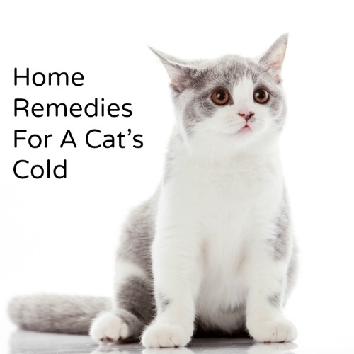 home remedy for dogs with cat flu