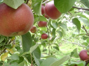 Apples on a Tree