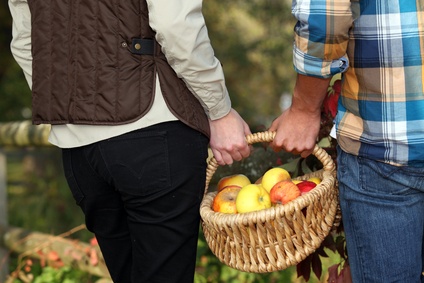 Picking apples on an autumn day