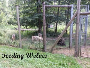 wolves-feeding