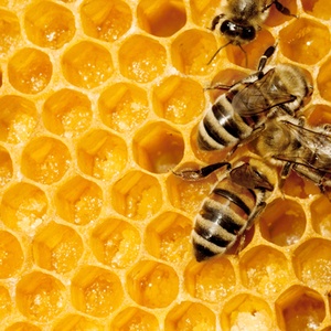 Bees making Honey