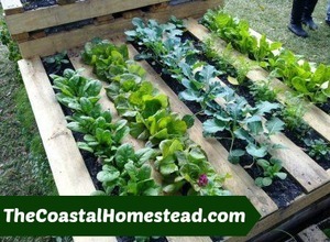 A Pallet Vegetable Garden