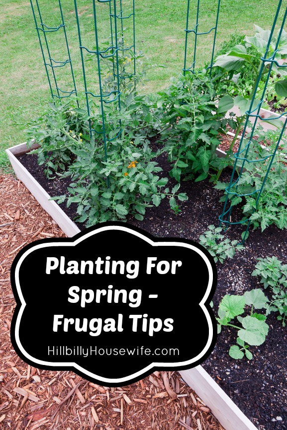 Container garden with lots of spring vegetable plants. 