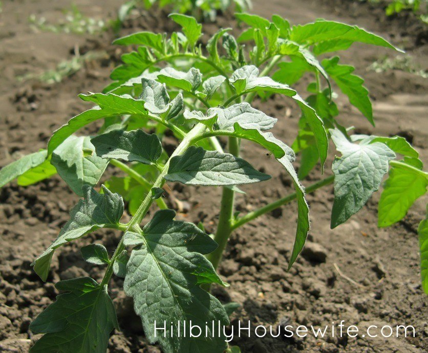 Where to plant your tomatoes and other tomato growing tips. 