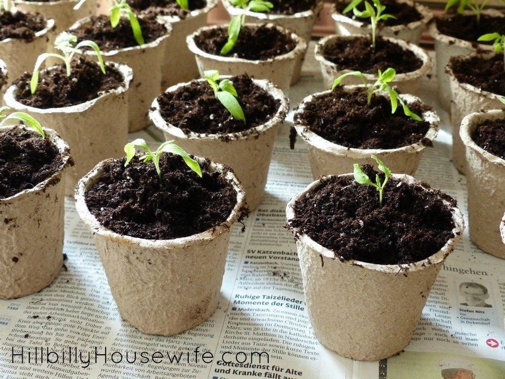 Start your tomato plants early from seed. Tomato seedlings can be started inside in small containers before transplanting them to larger containers or the garden bed outside. 