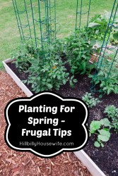 Container garden with lots of spring vegetable plants.