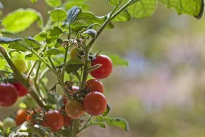 Why we grow our own tomatoes each year and how we do it.