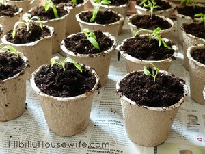 Start your tomato plants early from seed. Tomato seedlings can be started inside in small containers before transplanting them to larger containers or the garden bed outside.