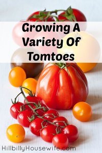 There are all sorts of tomatoes you can grow in your own yard or in containers on your patio. There's nothing better than fresh, homegrown tomatoes.